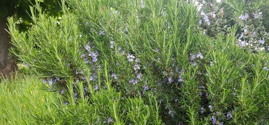 plantes arbustes aromatiques ornemental