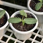 Réussir le repiquage des melons au potager