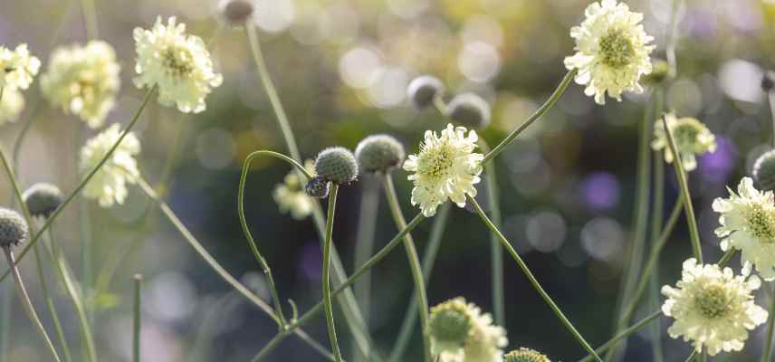 plante vivace haute