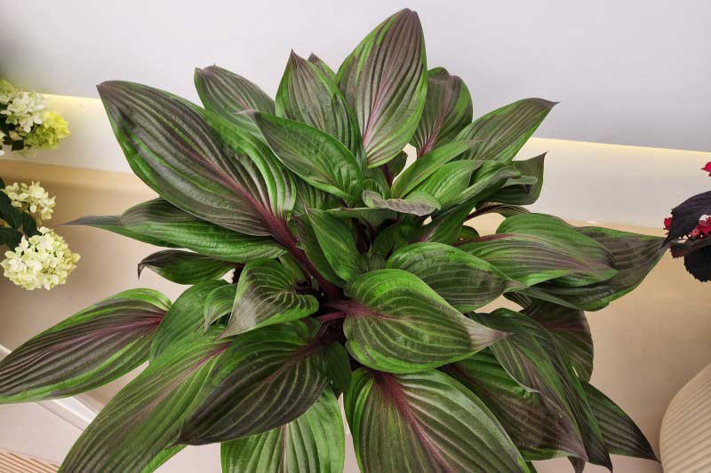 Hosta Red Ninja, Plante de l'année en el Chelsea Flower Show 2026
