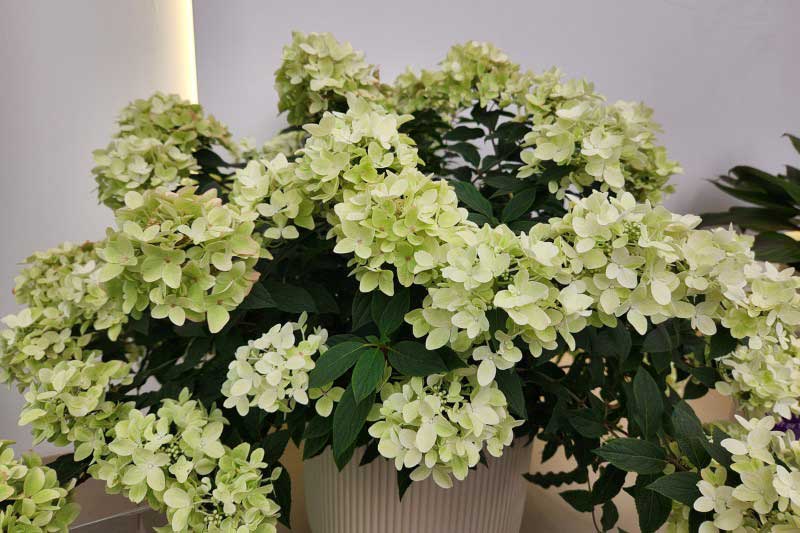 Hortensia paniculada Groundbreaker Ruby, planta galardonada en el Chelsea Flower Show 2026