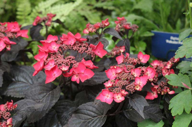 Hortensia Velvet Night Red Lace, planta galardonada en el Chelsea Flower Show 2026