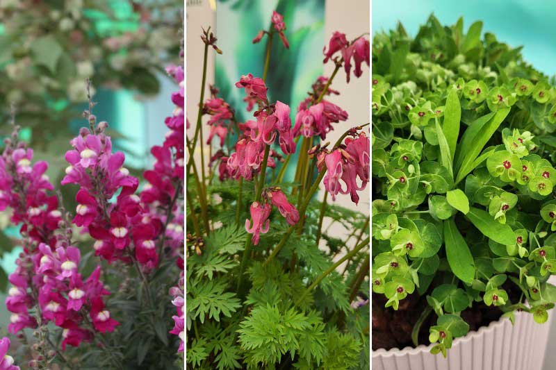 Plantas favoritas o finalistas en el Chelsea Flower Show 2026
