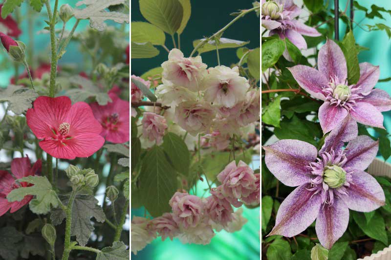 Nuestras plantas favoritas en el Chelsea Flower Show 2026