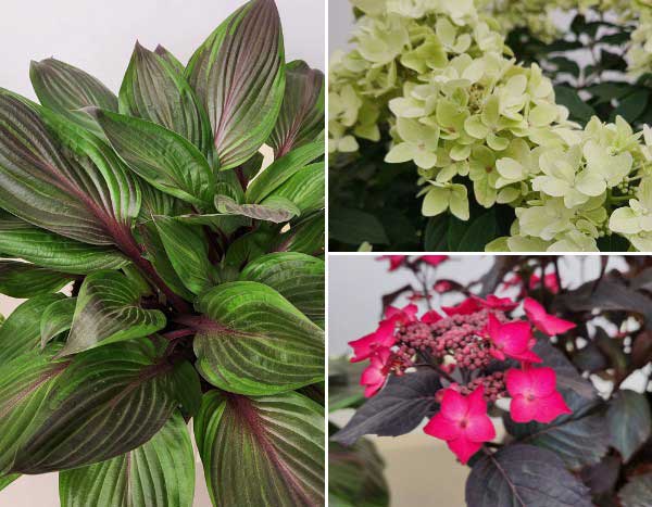 Chelsea Flower Show 2026 : découvrez les plantes primées