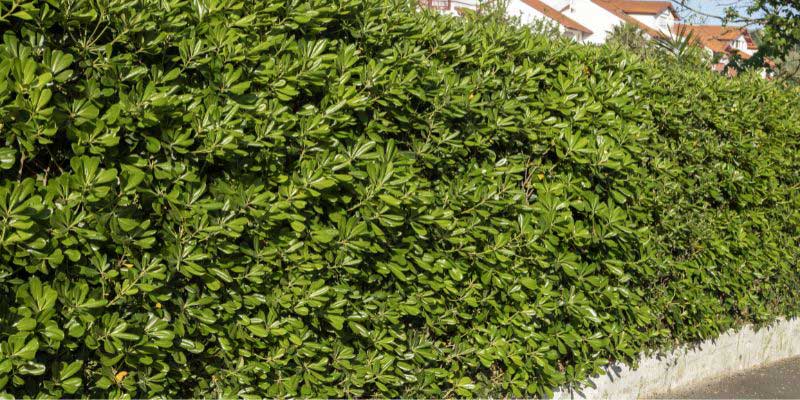 Comment planter une haie de Pittosporum ?