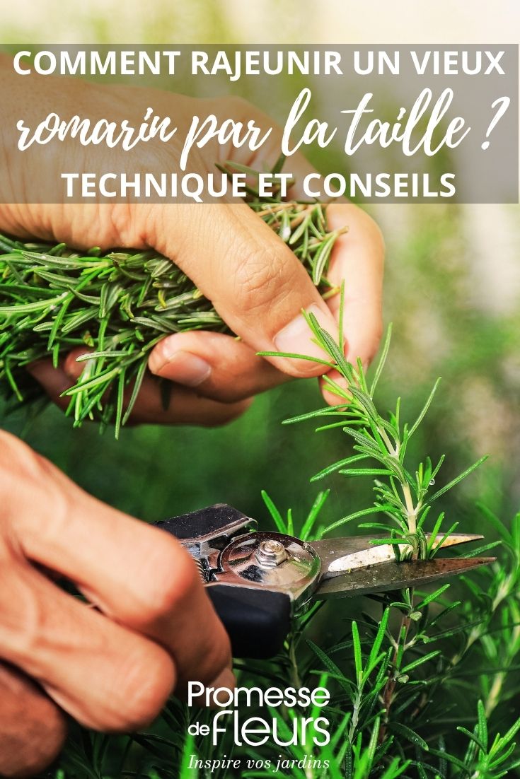 tailler un vieux romarin pour le rajeunir