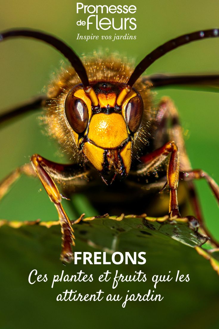 frelon européen en belgique