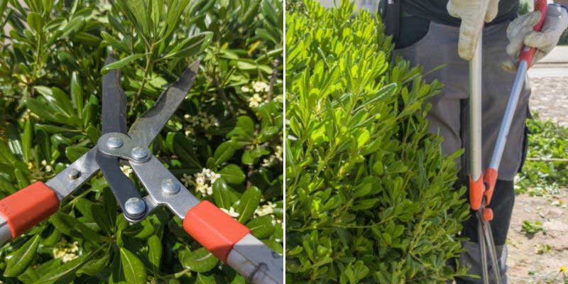 Pittosporum hedge pruning