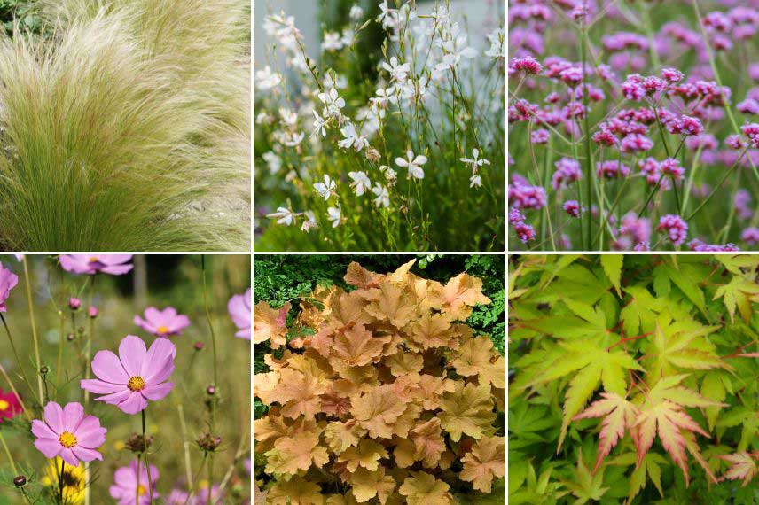 La palette végétale du jardin Chill soft