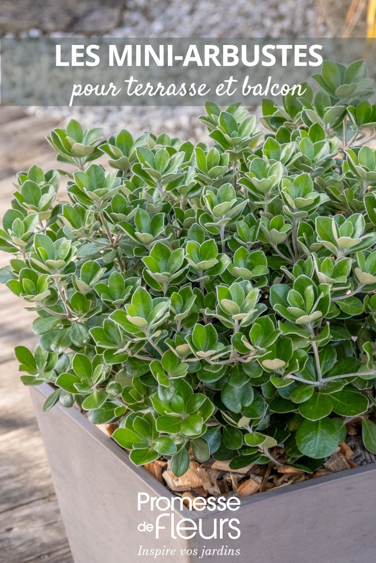 pittosporum pot belly