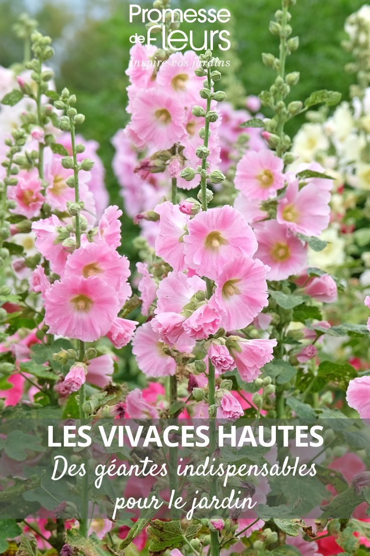 Alcea rosea
