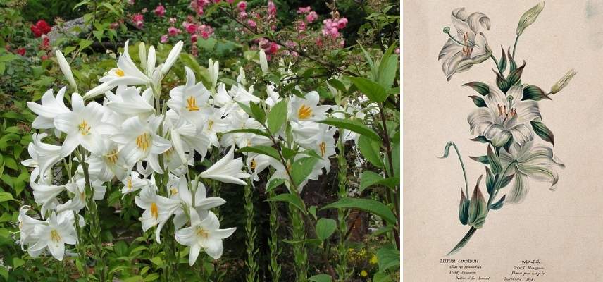 azucena de la Madone lirio botánico