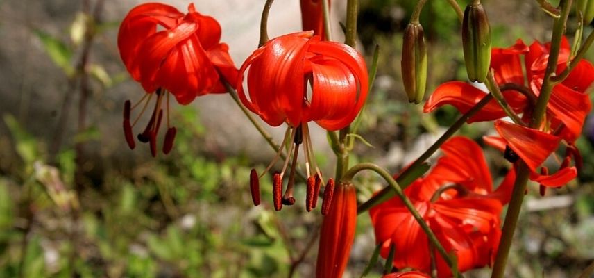 Lilium pumilum (pumilum lily)
