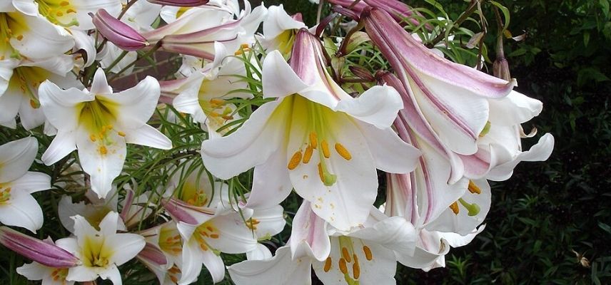 Lilium regale