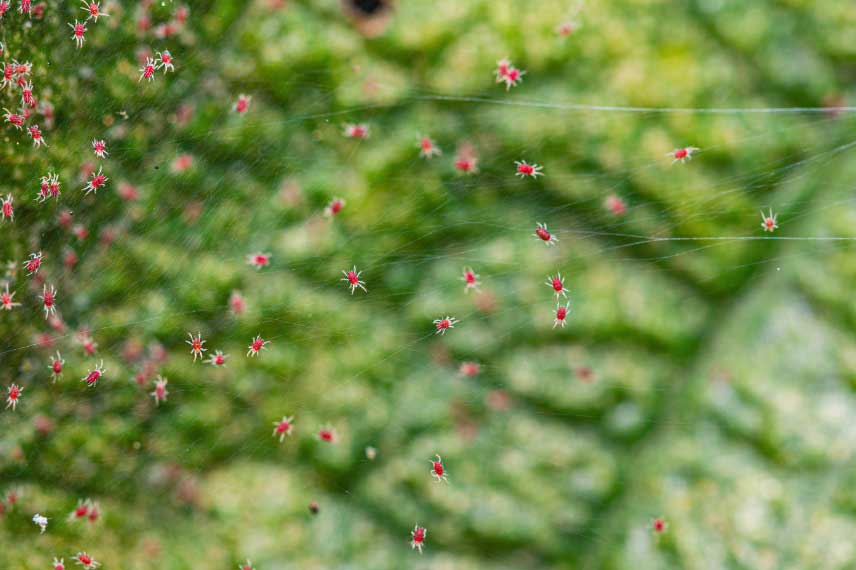 Les maladies et parasites du Pittosporum : araignées rouges
