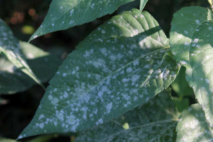 Les maladies et parasites du Pittosporum : l'oïdium