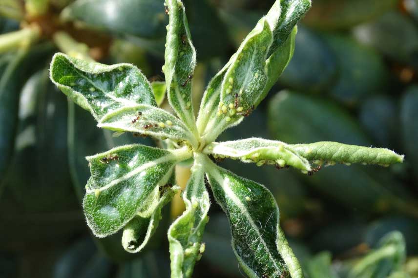 Les maladies et parasites du Pittosporum : pucerons
