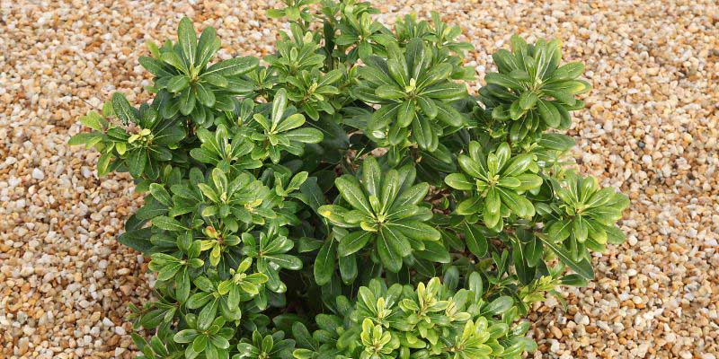 Young Pittosporum tobira plant