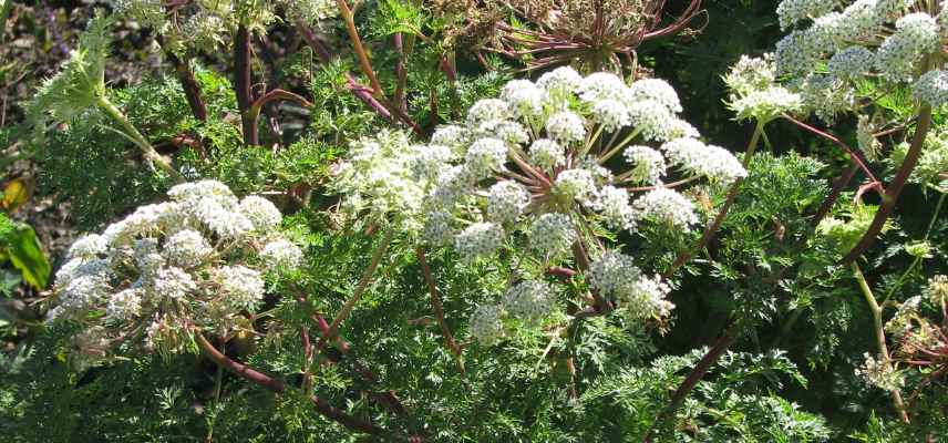 plante vivace geante