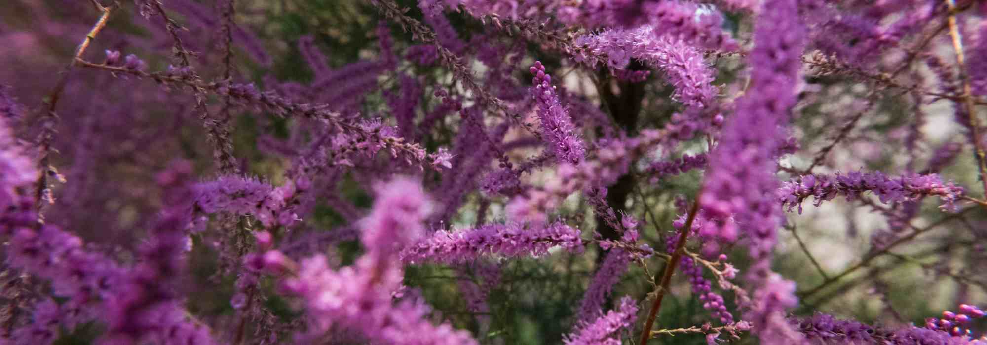 5 belles idées pour associer le tamaris