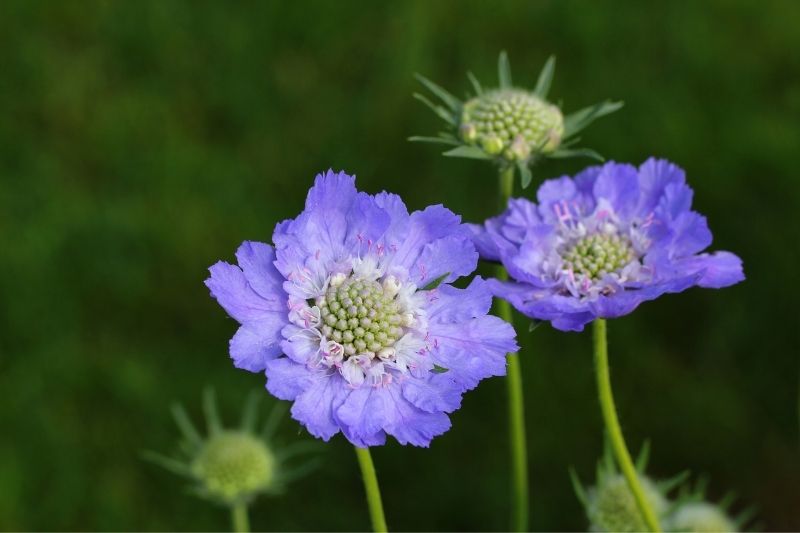 flores de escabiosa en el jardín