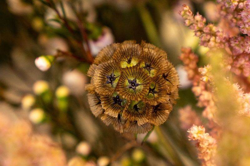 flor de escabiosa seca