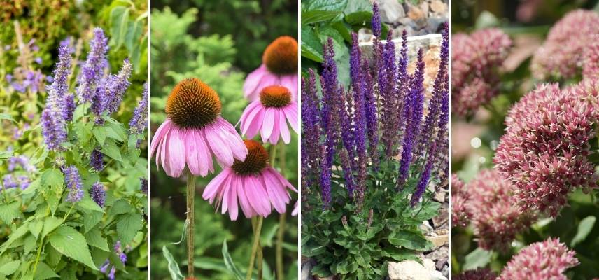 quelles plantes vivaces attirent frelons