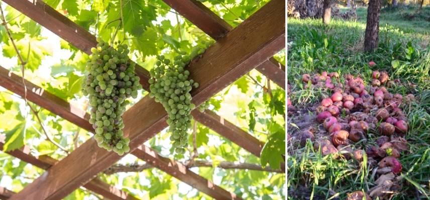 quelles plantes attirent les frelons