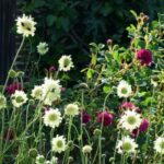Les vivaces hautes : des géantes indispensables pour le jardin