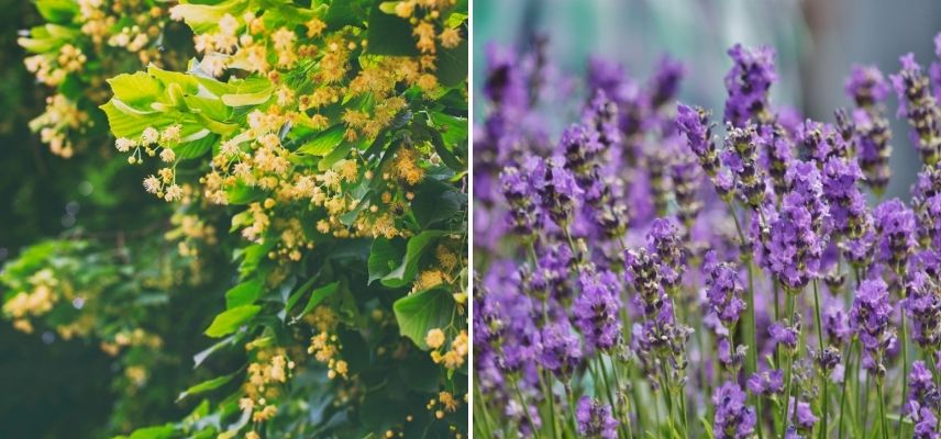 quelles fleurs attirent les frelons