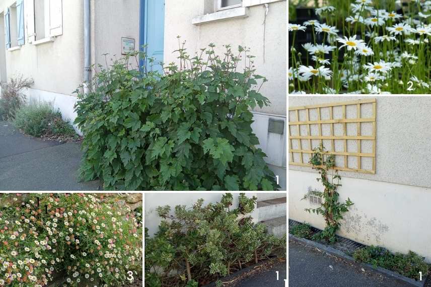 quelles plantes pour micro jardin