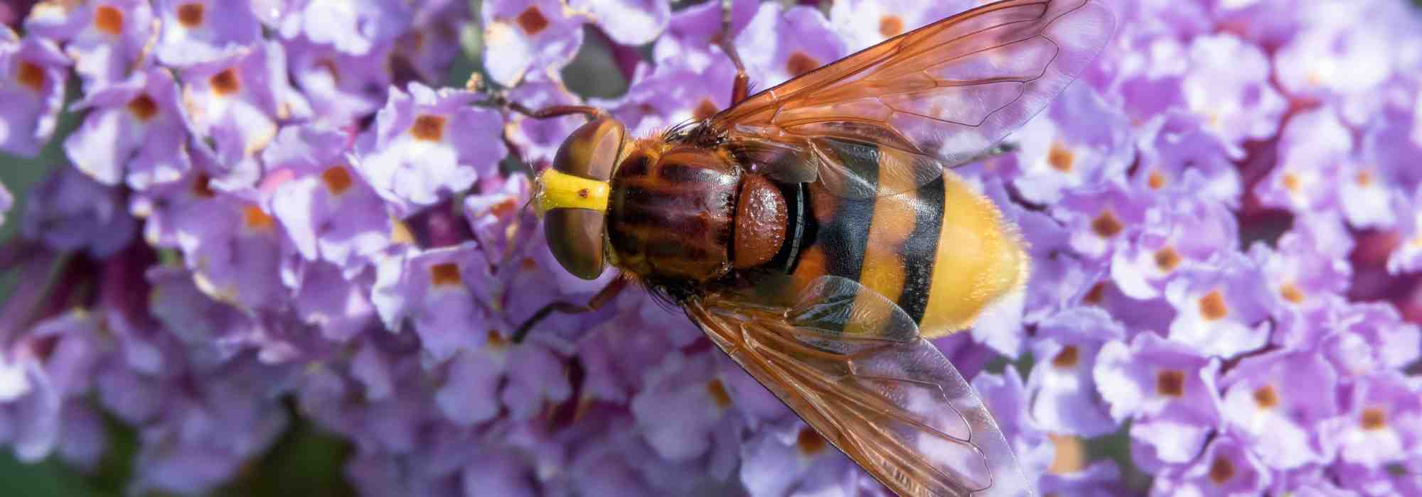 Les plantes qui attirent les frelons