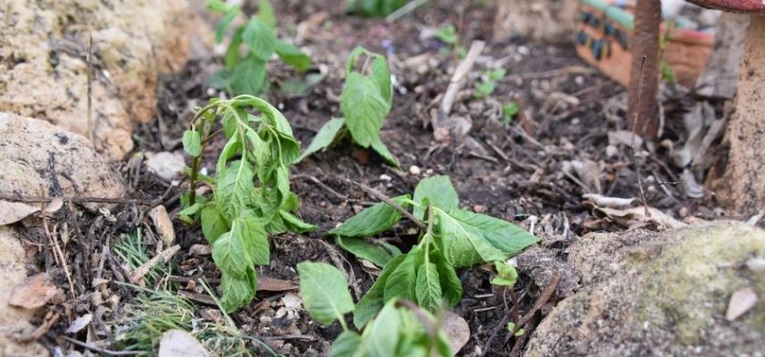 plantes avec symptomes de stress hydrique