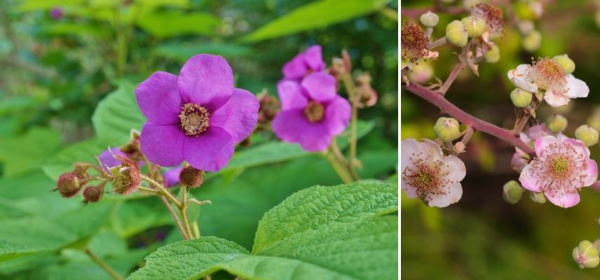 fleurs qui attirent les frelons