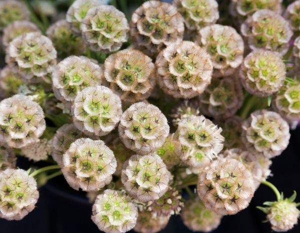 Comment faire sécher la scabieuse pour réussir vos bouquets ?