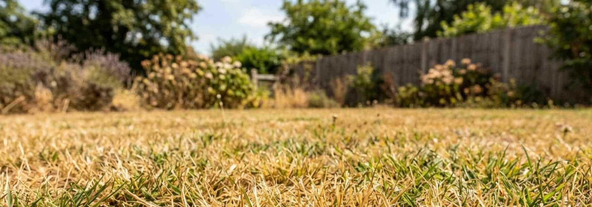 Comment lutter contre le stress hydrique des plantes au jardin ?