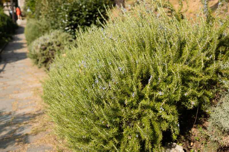 cuándo rejuvenecer un romero viejo