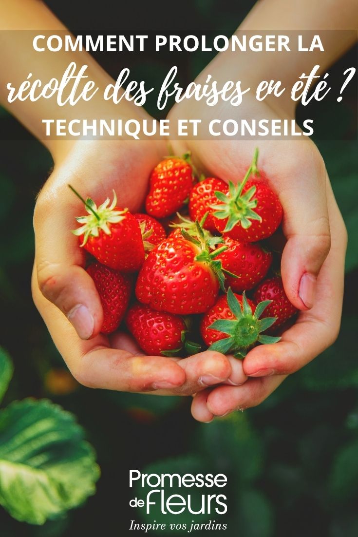 de belles fraises récoltées au jardin