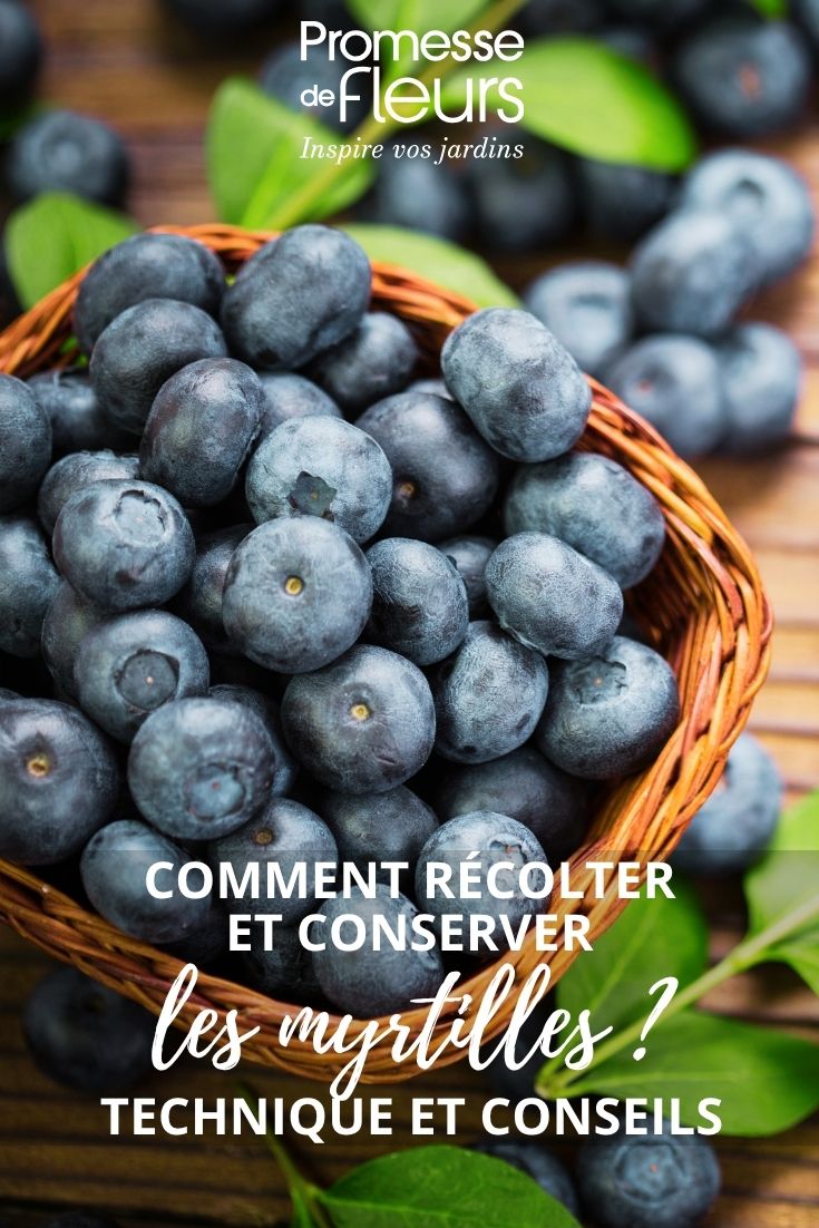 de belles myrtilles récoltées