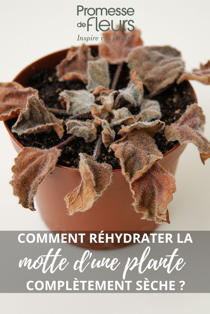 plante désséchée