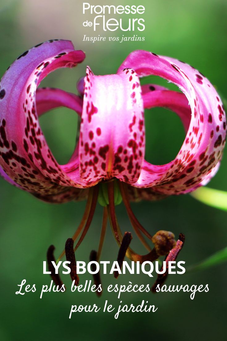 Lilium cernuum
