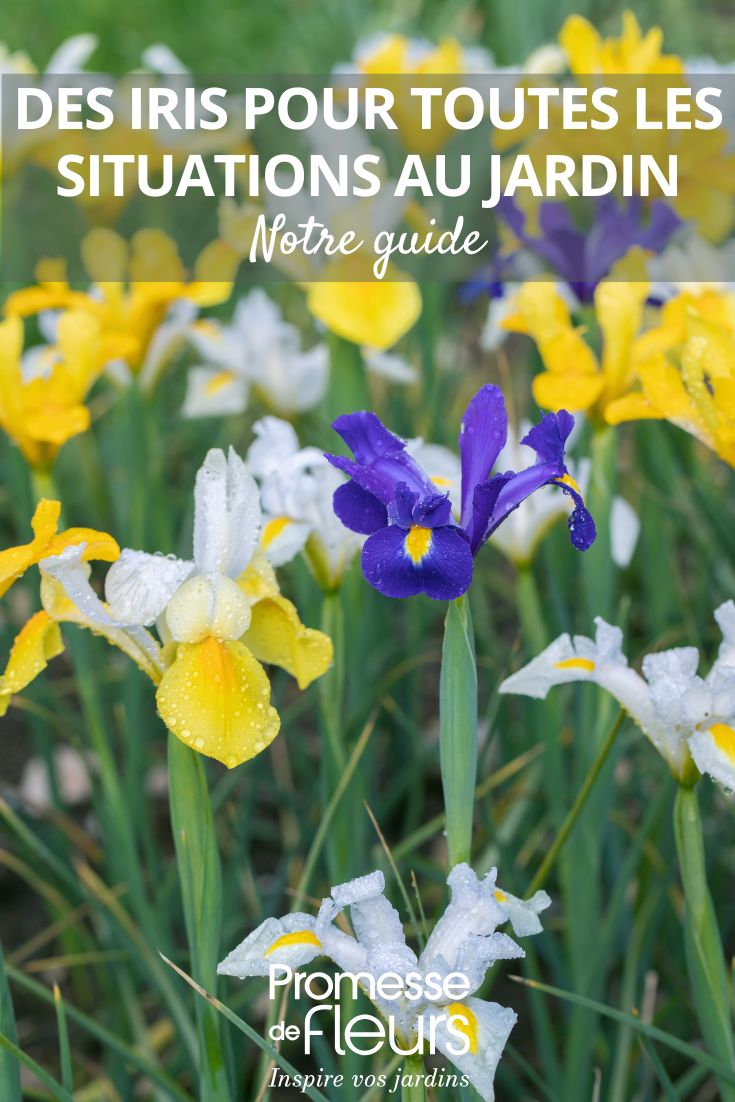des fleurs d'iris au jardin