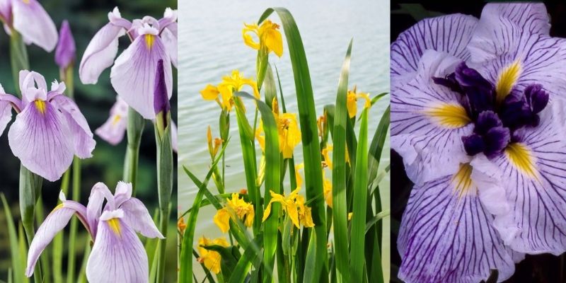 water iris