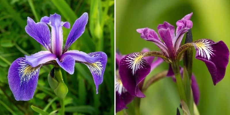 water iris for pond edge water feature
