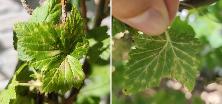 La rouille sur une feuille de groseillier