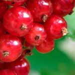 Les maladies et parasites des groseilliers