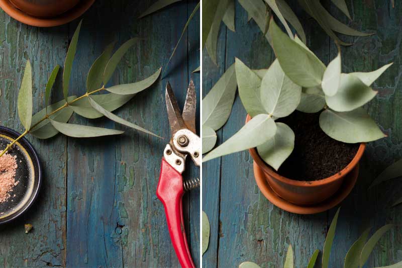 Eucalyptus, multiplication par bouturage