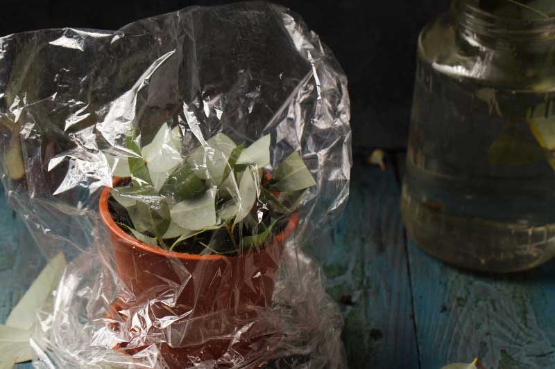 Boutures d'Eucalyptus
