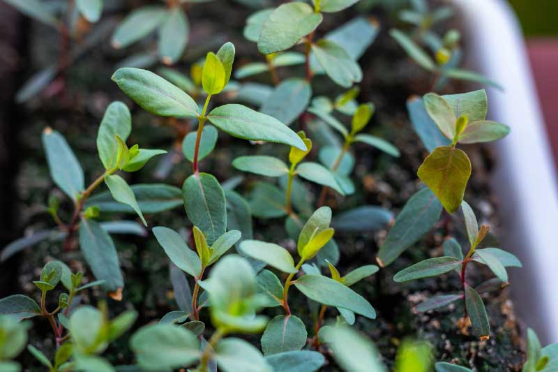 Semis d'Eucalyptus